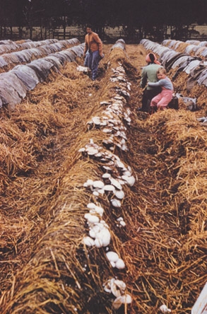 Ridge Beds Hawkesbury (NSW, 1960)