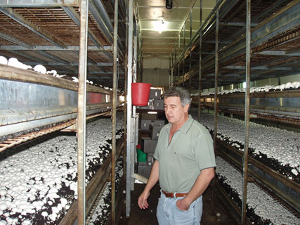 First Dutch Shelf Mushroom Farm in Australia