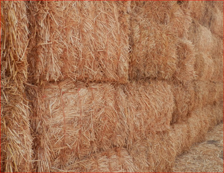 Top Quality Dryland Wheaten Straw